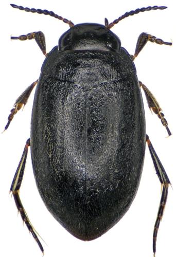 Hydroporus sabaudus sabaudus